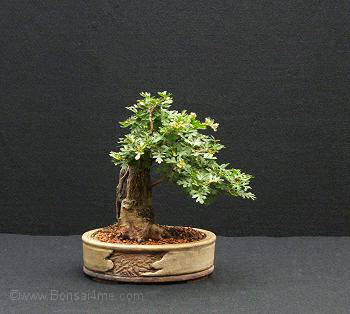 Hawthorn/ Crataegus bonsai